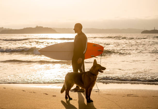 istock Surfer having fun with best friend german shepherd running and playing on dog-friendly beach at sunset. Summer fun surfing vacation with your dog, pet friendly trip and outdoors adventure lifestyle. 1178180047