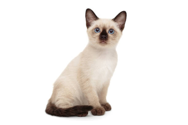 Small Siamese kitten stock photo