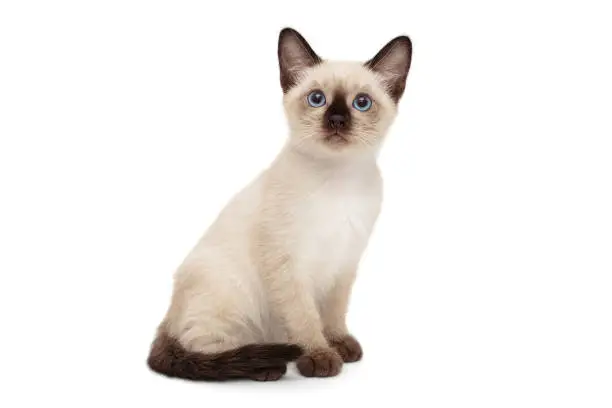 Small Siamese kitten isolated on white background