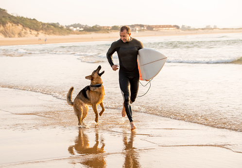 Surfer having fun with best friend german shepherd running and playing on dog-friendly beach at sunset. Summer fun surfing vacation with your dog, pet friendly trip and outdoors adventure lifestyle.