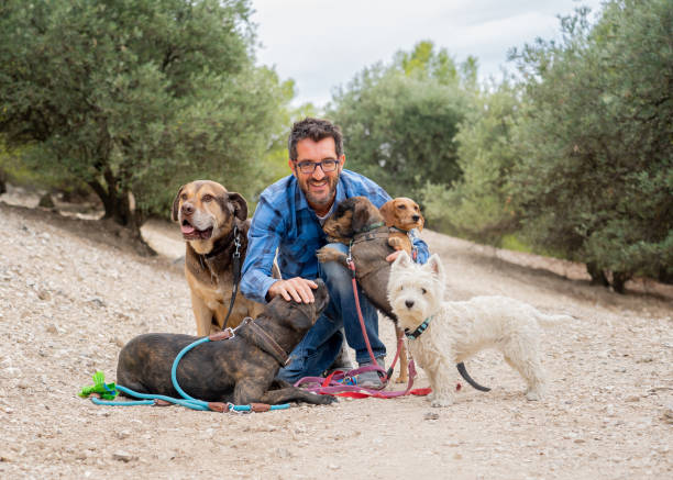 dog walker professionista o pet sitter con un branco di simpatici cani di razza e salvataggio diversi che si divertono e coccole nel parco all'aperto. amanti dei cani e cani da passeggio al guinzaglio nel parco. - rescue training” foto e immagini stock