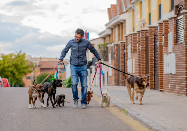 Professional dog walker or pet sitter walking a pack of cute different breed and rescue dogs on leash at city street. stock photo