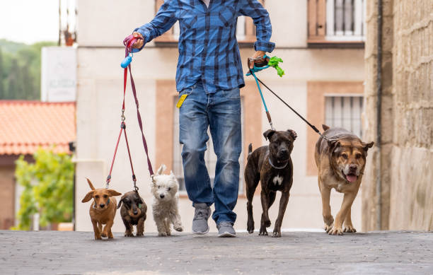 dog walker professionista o pet sitter che camminano un branco di simpatici cani di razza diversa e di salvataggio al guinzaglio in city street. - rescue training” foto e immagini stock