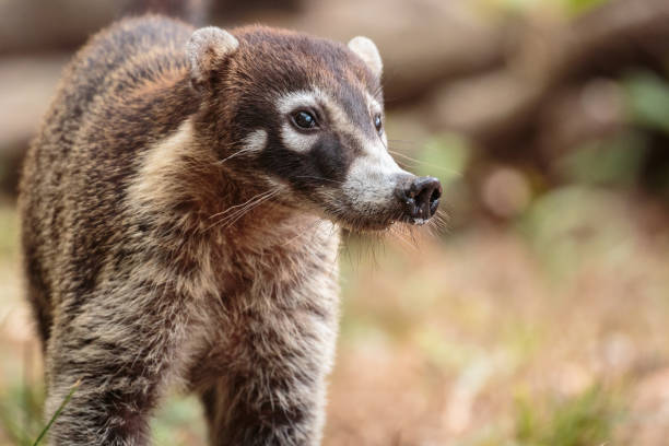 coati, znany również jako coatimundi w kostaryce - coati zdjęcia i obrazy z banku zdjęć