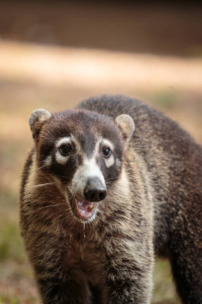 istock Coati, also known as coatimundi in Costa Rica 1178181339