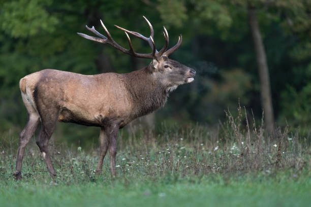 istock Beautiful portrait of Red deer (Cervus elaphus) 1178181732