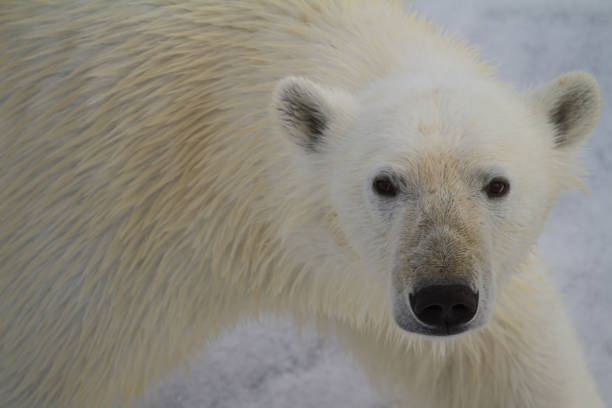 istock Close up of polar bear face 1178181963