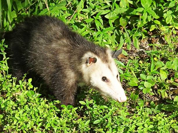 istock Opossum (Didelphimorphia) - close-up - Florida 1178182682