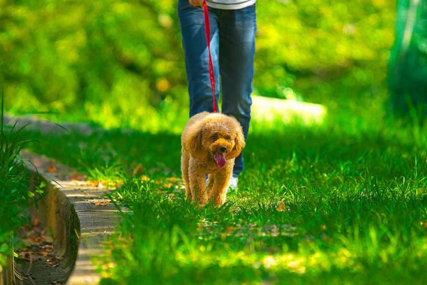 istock dog 210 Dog-walking 1178182691