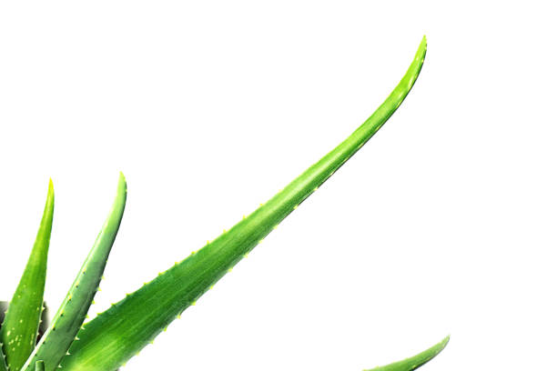istock Aloe Vera leaf closeup on white background, isolated. 1178183489