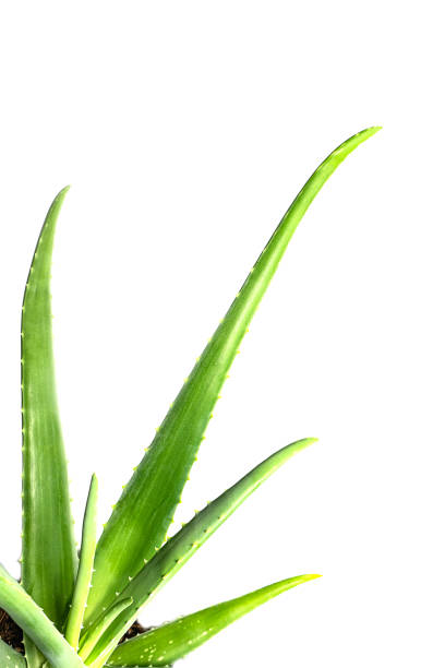 istock Aloe Vera leaf closeup on white background, isolated. 1178183518