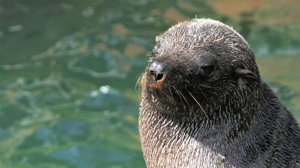 istock Brown fur seal portrait 1178183657