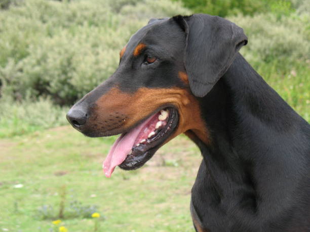 Doberman portrait Portrait of a black and tan Dobermann looking to the left doberman pinscher stock pictures, royalty-free photos & images