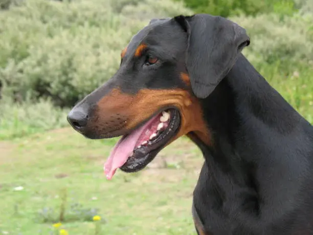 Portrait of a black and tan Dobermann looking to the left