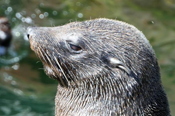 istock Brown fur seal, aractocephalus pusillus, portrait 1178183667