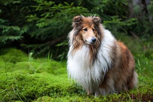 Gold rough collie standing at a forest