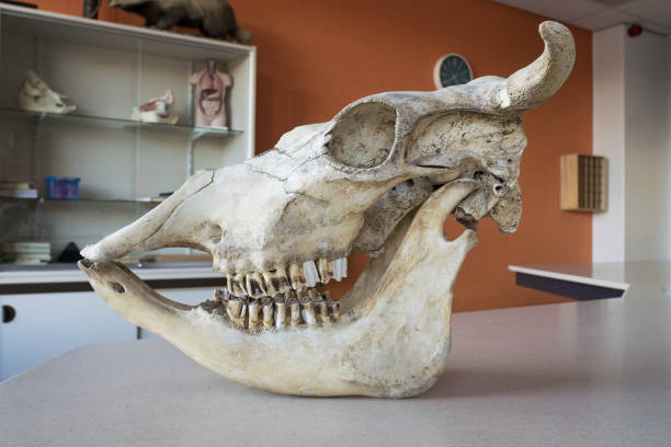 Skull of a cow, used in biology class Animal skull on table in class room. animal jaw bone stock pictures, royalty-free photos & images