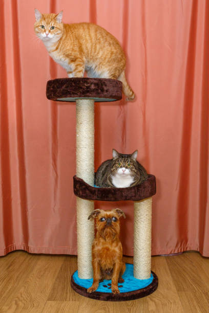 istock Two  cats and  dog sitting on a scratching post 1178185165