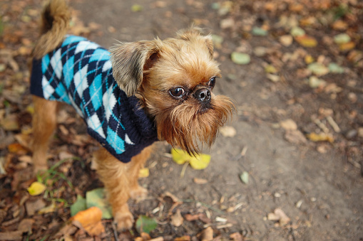 Brussels Griffon dog on a walk in the Park in autumn