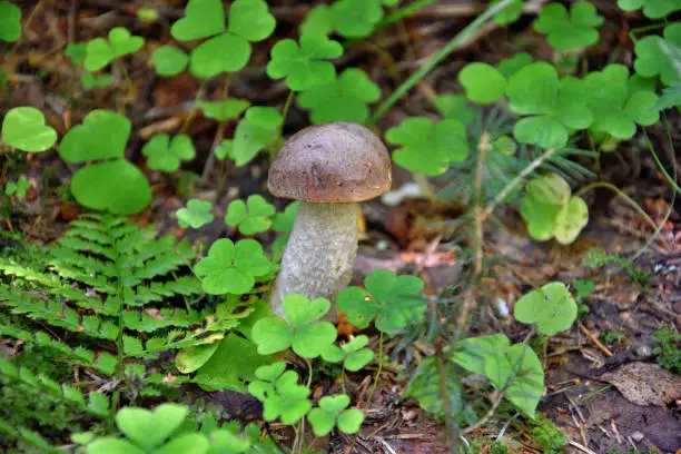 brown cap boletus in green grass and moss in autumn forest shaggy rough boletus
