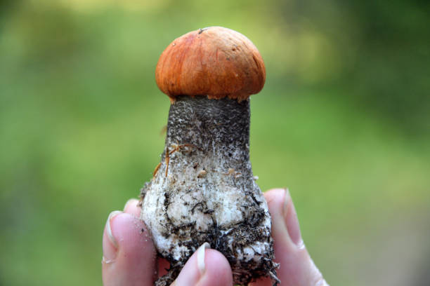 istock small young orange birch bolete closeup 1178186248
