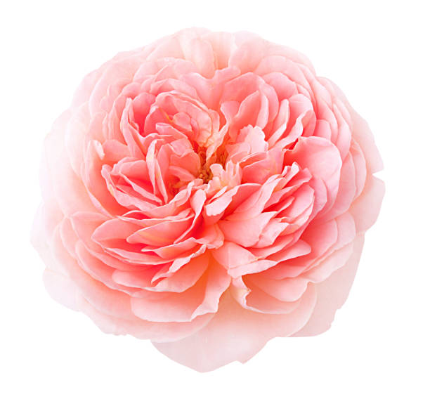 istock Pinc rose isolated on white 1178186263