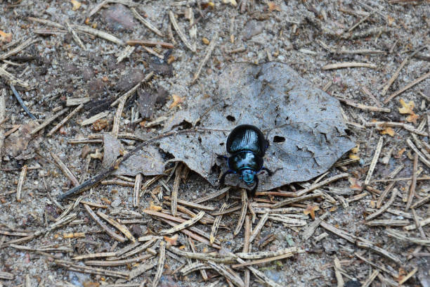 istock black bug shining blueish in sunlight against brown background of dry pine needles 1178186473