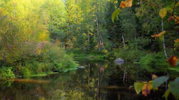 river bend in dark forest shadowy slow and silent on a sunny autumn day