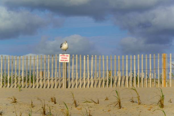 Guard Gull On Dunes A lone gull, guard gull, perching on a sign warning beach users to stay off the dunes in order to protect the newly plants grass intended to protect the dune from erosion brought on by climate change and sea level rise eastern shore sand sand dune beach stock pictures, royalty-free photos & images