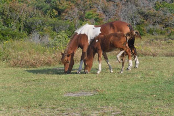 istock Assateague Pony Mare and Colt - IV 1178187512