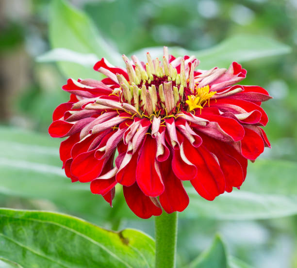 istock A Striking Contrast of a Zinnia 1178189936