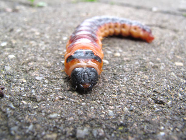 Caterpillar of the goat moth (Cossus cossus)