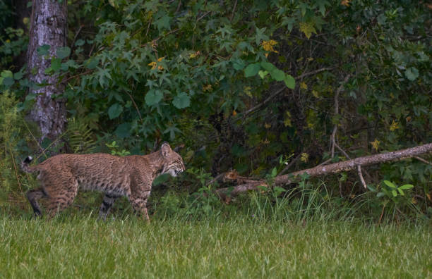 Wild Bobcat in the Beautiful Orlando Wetlands Park in Central Florida A confident male bobcat hunting in the natural surroundings of Orlando Wetlands Park in central Florida.  The park is a large marsh area which is home to numerous birds, mammals, and reptiles. wildcat animal stock pictures, royalty-free photos & images