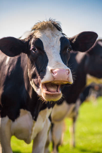 The laughing cow in the meadown stock photo