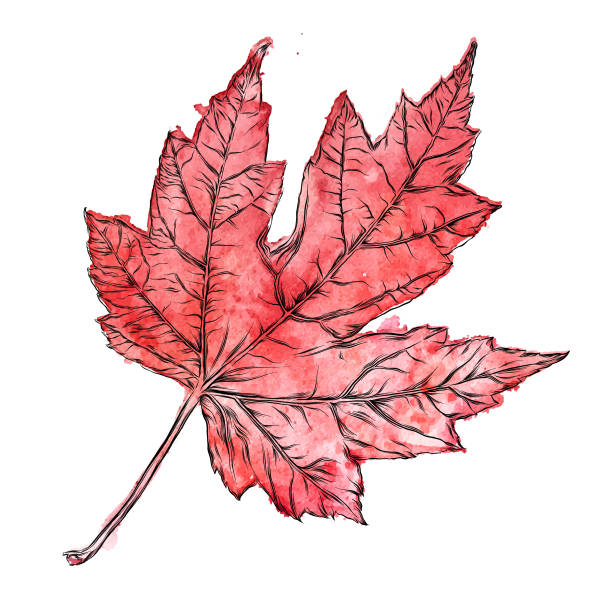 rysunek akwareli i atramentu z liści klonu - maple leaf leaf autumn single object stock illustrations