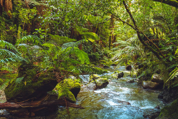istock Whirinaki Forest Park, New Zealand 1178191981