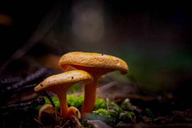istock Poison mushroom in the autumn forest 1178192122