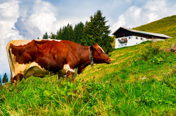 Brown cow wearing a bell in an alpine meadow