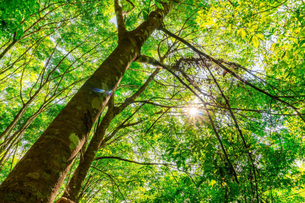 istock Plantation tree rubber or latex tree rubber in southern Thailand 1178193294