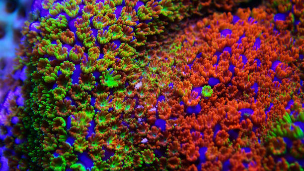 istock Montipora Rainbow macro polyps -  rare and very beautiful sps coral. 1178193335