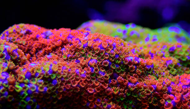 istock Montipora Rainbow macro polyps -  rare and very beautiful sps coral. 1178193400