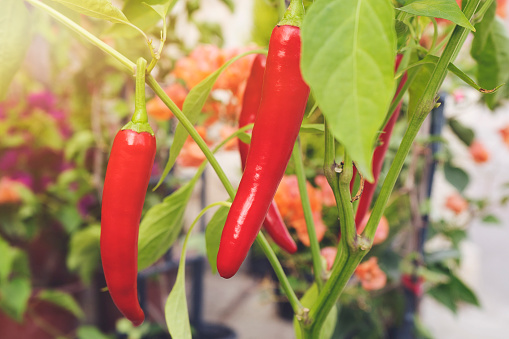 Chili Pepper, Vegetable, Vegetable Garden, Food, Agricultural Field