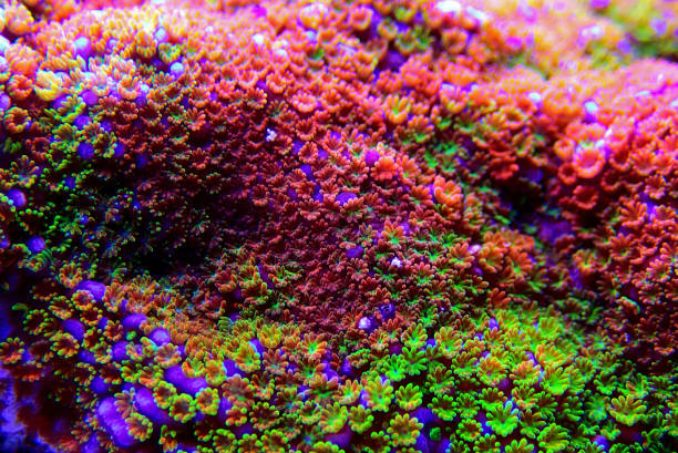 istock Montipora Rainbow macro polyps -  rare and very beautiful sps coral. 1178193425