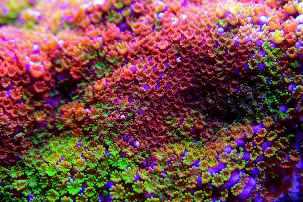 istock Montipora Rainbow macro polyps -  rare and very beautiful sps coral. 1178193435