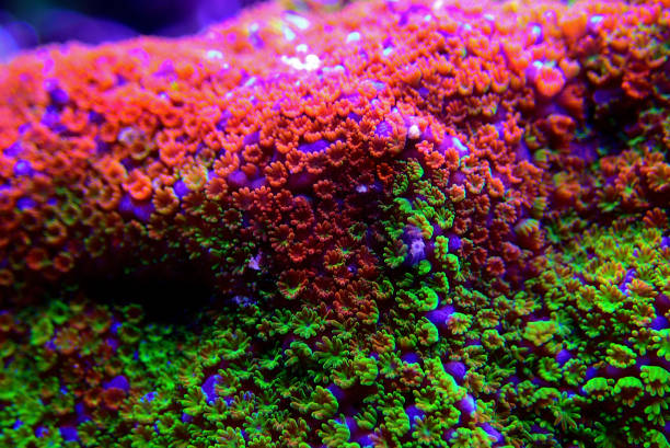 istock Montipora Rainbow macro polyps -  rare and very beautiful sps coral. 1178193443