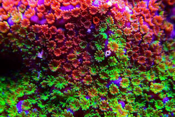 istock Montipora Rainbow macro polyps -  rare and very beautiful sps coral. 1178193445