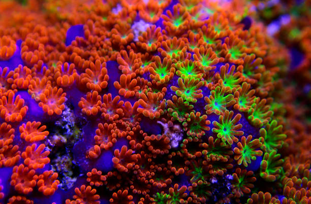 istock Montipora Rainbow macro polyps -  rare and very beautiful sps coral. 1178193453