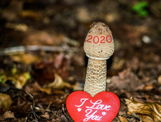 happy new year 2020 photo image clipart télécharger - penis erection mushroom growth photos et images de collection