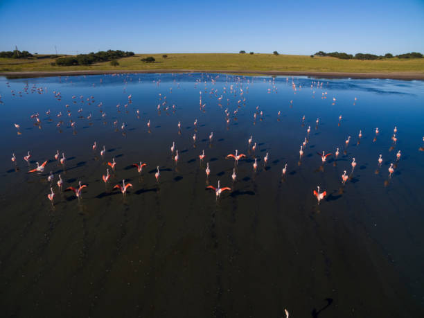 istock Chilean flamingo 1178193581