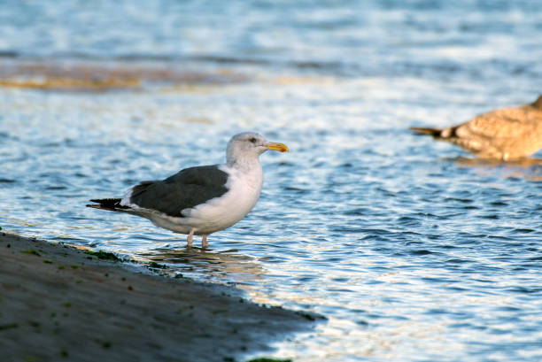 istock Autumn season affects local bird behaviors 1178193727